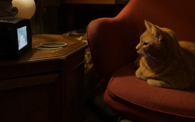 DIY developer builds 3D printed cat TV with Raspberry Pi 5